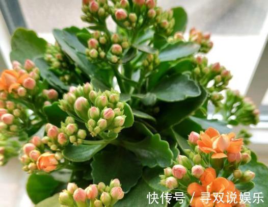 废油|“1种液体”经常见，用来养花比啤酒水、黄豆水都好，养啥花都旺