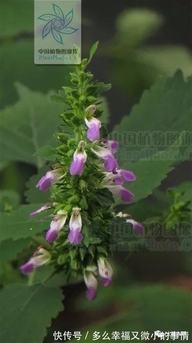 风草|防风草，祛风湿。能治中风口眼歪斜、风湿痹痛