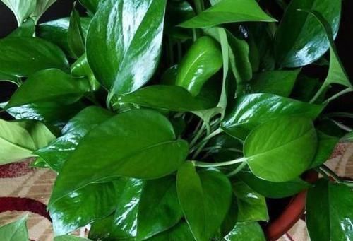 养花草|养花用什么水浇灌2种'万能浇花水'，浇啥花都能越长越旺盛