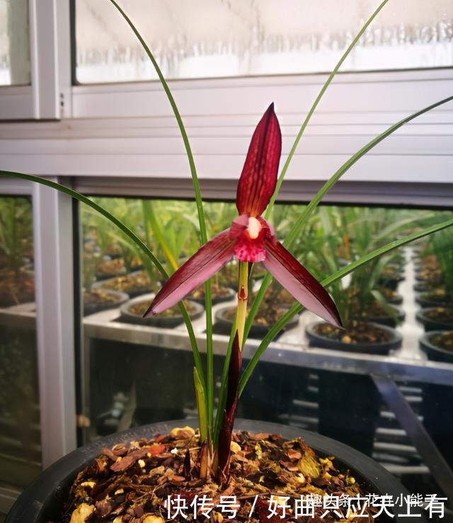 此兰花,拥有“顶级”花色,也有扑鼻的香味,被誉为红素二姐妹
