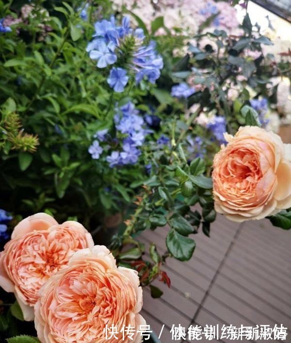 奥斯汀|他痴迷养花,露台养了100多盆花,盆盆美爆,惊艳全小区!