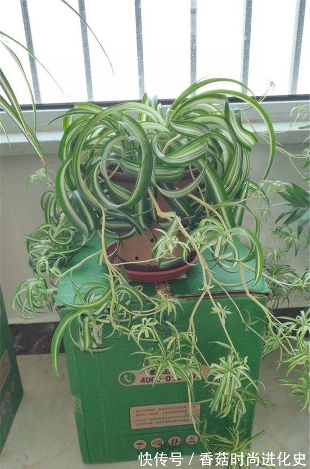 吊兰长成“大波浪”，还以为这是烫发了，其实就叫卷毛吊兰