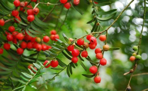 蔓越莓|秋天干燥，女性多吃三种食物，可使目光有神，头发黑亮，试试看