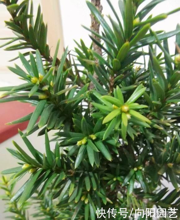 养了6年的红豆杉，结了红果子，家里养上一棵，留作观赏用