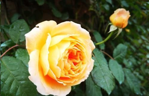 叶子|月季花发芽了却没叶子都怪土里这个物质太多