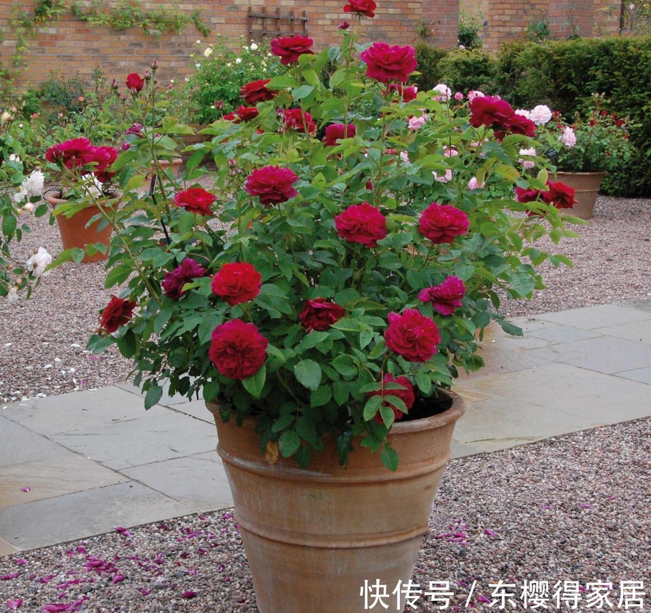 养分|9月降温，养月季希望花叶窜爆盆，万万不能忽略这4点