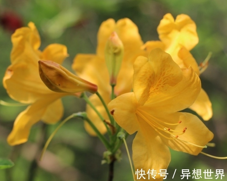 老花匠直言,4种常见花,再漂亮也不能养,谁养谁后悔