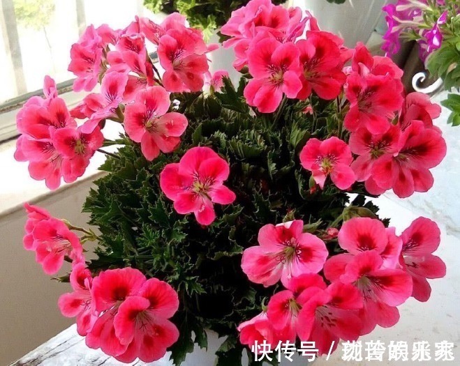 蚊虫|养花虫子多老花农用3种“驱虫水”,虫子通通消失,花朵蹭蹭长