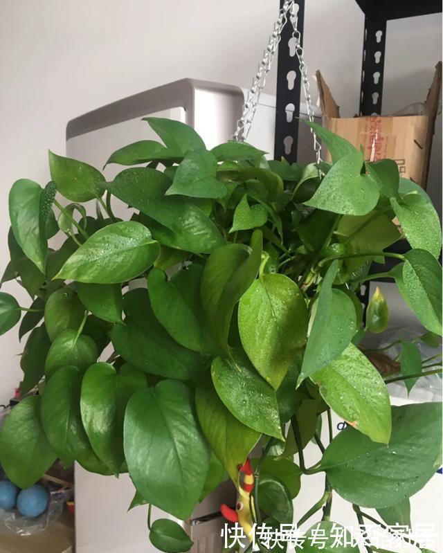 养花技巧：折腾不死的25种花，咋养都爆盆，懒人最适合