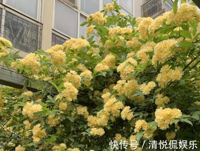 三角梅|家里有小院，种上爬藤花，爬上墙爬上窗，美到极致，天上人间