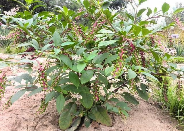 指甲|农村一稀罕野草,形似苋菜,根似人参,民间称它为“见肿消”