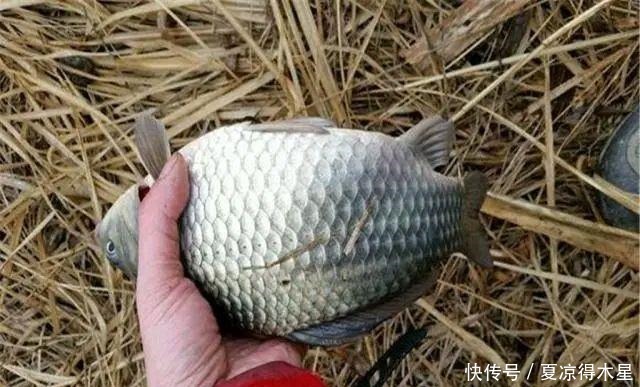 含有丰富|蓝鲫加鸡蛋,冬钓鲫鱼口不断!加了“营养”的饵料真的能爆连吗