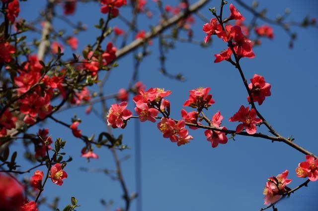 老年|春天的蓉城百花齐放花香四溢令市民沉醉