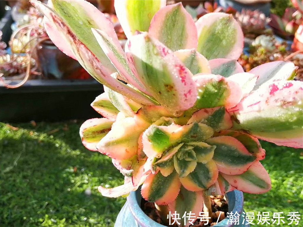 多肉法师夏季不休眠正常吗?不休眠的法师如何养护?顺其自然最好