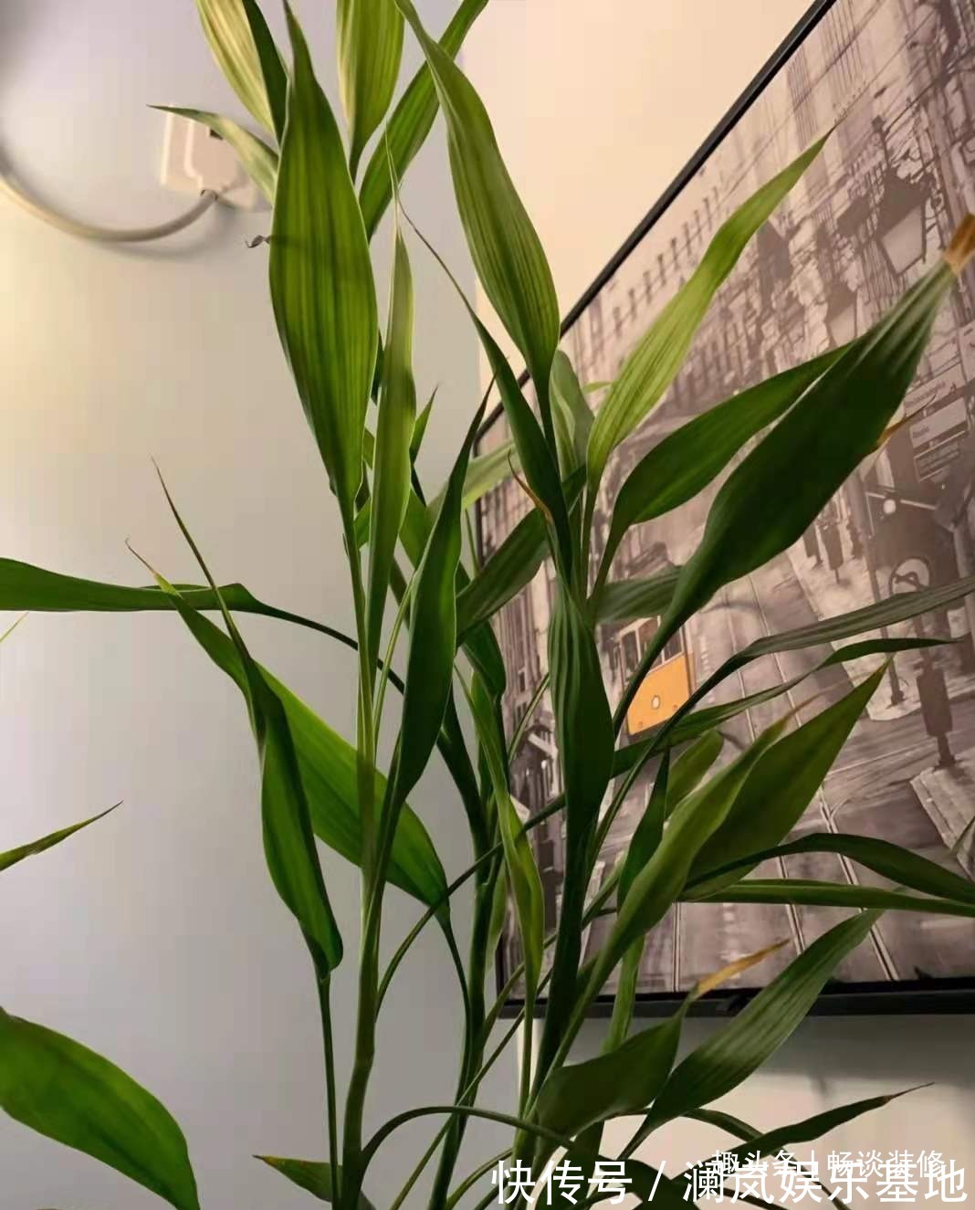 长寿花|养坏了几十盆花,才总结出来的避坑心得,养花新手看这篇就够了