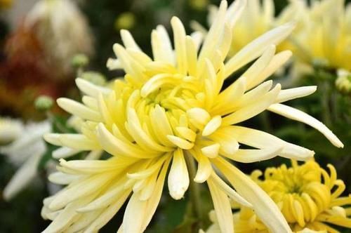 毒素|菊花搭配它一起,排毒素,清垃圾,肝脏更健康,眼睛越来越明亮