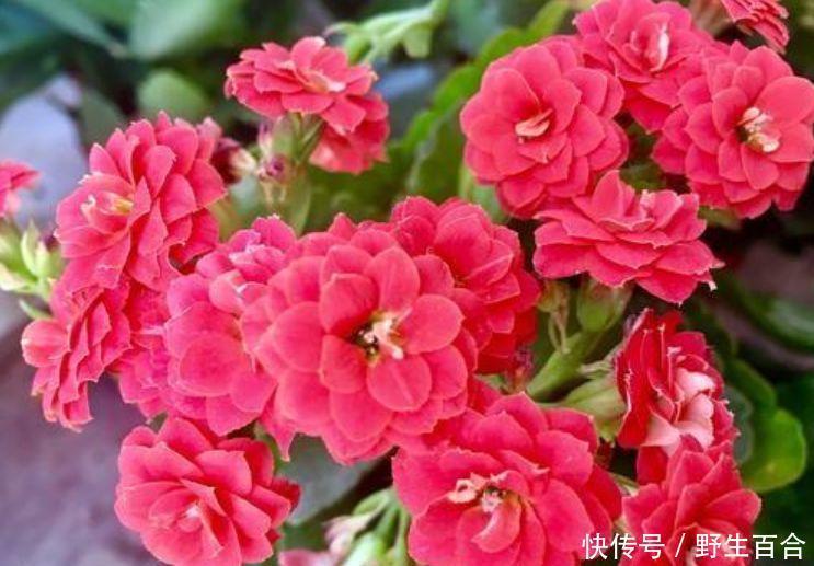 家里阳台养此款花,新手也能养爆盆,芳香四溢,养在家中香飘满屋