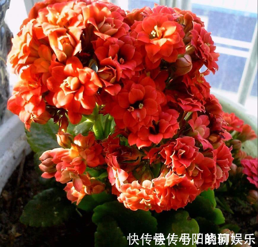 6种漂亮花,都有“好寓意”,喜欢的话养一盆,吉祥又大气