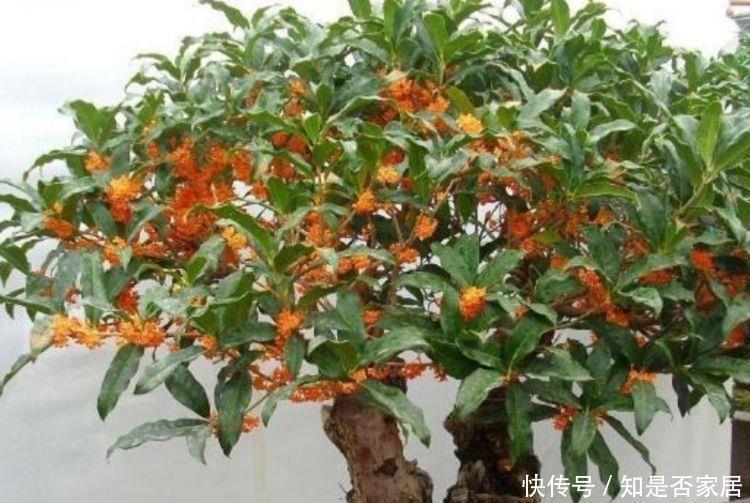 4种花养家里,颜色丰富又艳丽,四季都赏花,家里变成小花园