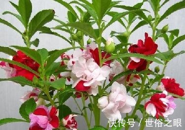 爆盆|喜欢在家中养护花卉，就选择花色多样，花期长，开花爆盆的3种花