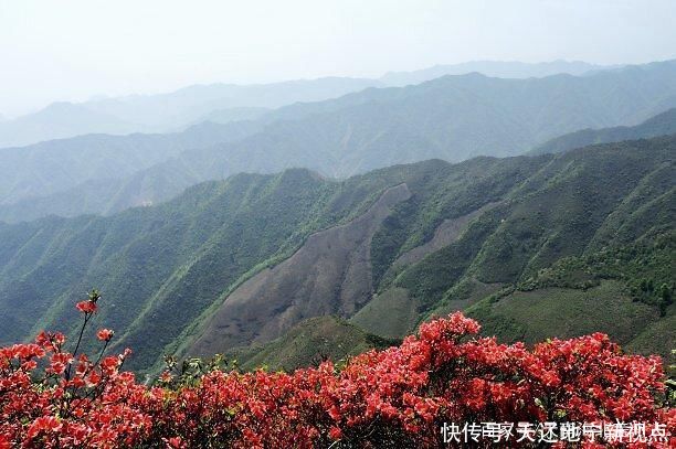 中年|《回龙杜鹃报春晓》文/于学忠(辽宁盖州)