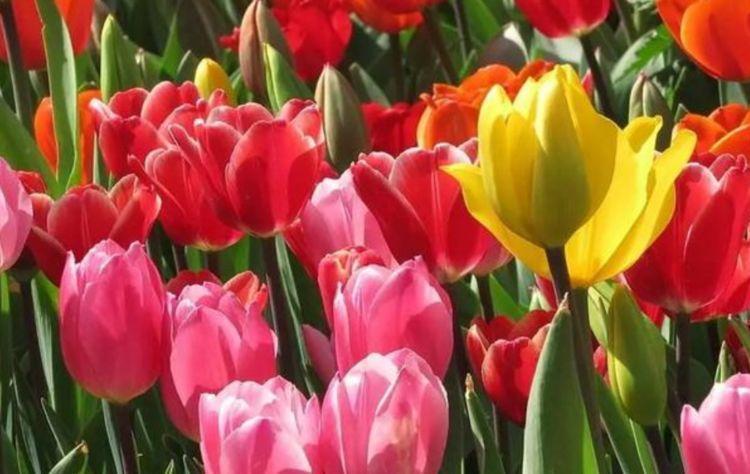 郁金香|农历7月6号起,最适合养这些花,漂亮像玫瑰,一年四季开放