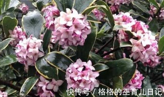 适合不同月份的12种花，颜值高好养护，轻松爆花惹人爱，值得拥有