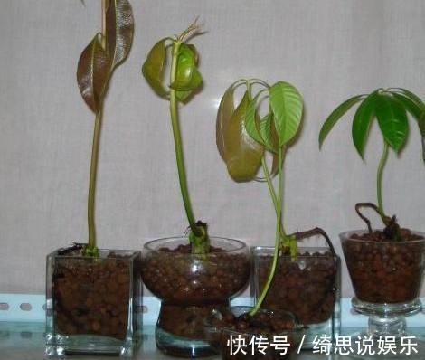 心血|老妈心血来潮在家里盆栽芒果,没多久长成这样,邻居都来偷着学!