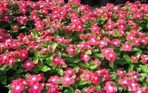 花卉|花期“最长”的4种花,一年不停歇开花,快看看你养过没