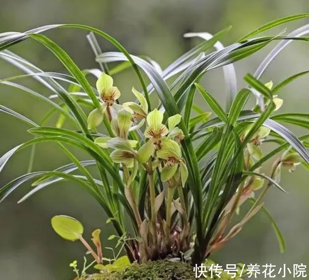 冬天该怎么养护兰花？4个关键养护做好了，兰株长得旺早开花