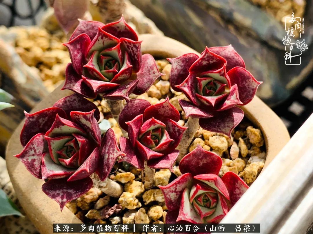 夏季的多肉，绿色才是主色调！努力呵护，期待绽放的那一刻！