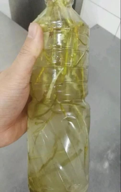  大白|柳树皮养花是一绝，比生根粉还厉害，泡水浇盆里大白根直冒！