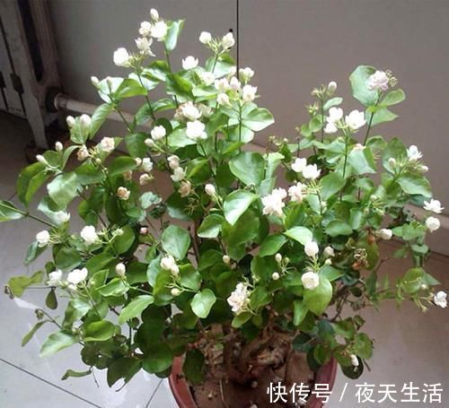 落花|茉莉花有“3怕”，不知情的话，就会黄叶和落花，您别忽视