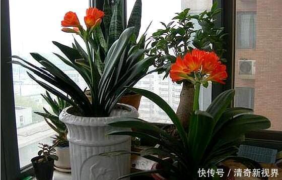 发酵|君子兰盆底加点“料”,叶片油亮又肥厚,比“激素”还好使!