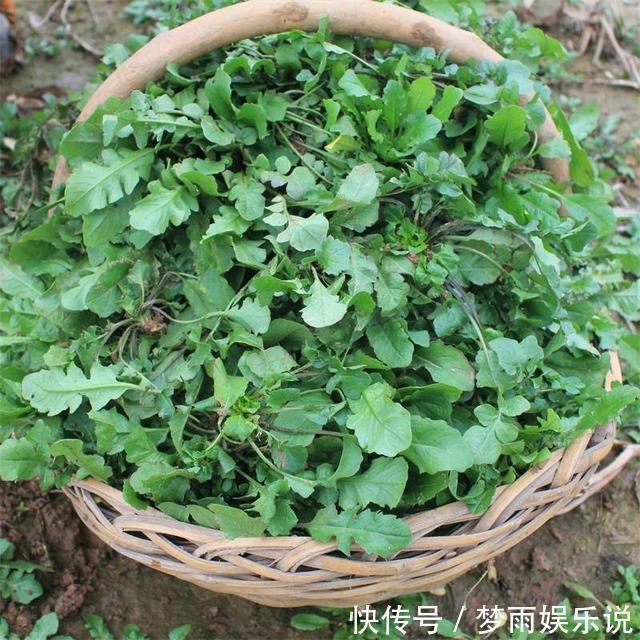 马齿苋|田间常见的“恶性杂草”,很招人烦,殊不知炖汤味更鲜,还大补