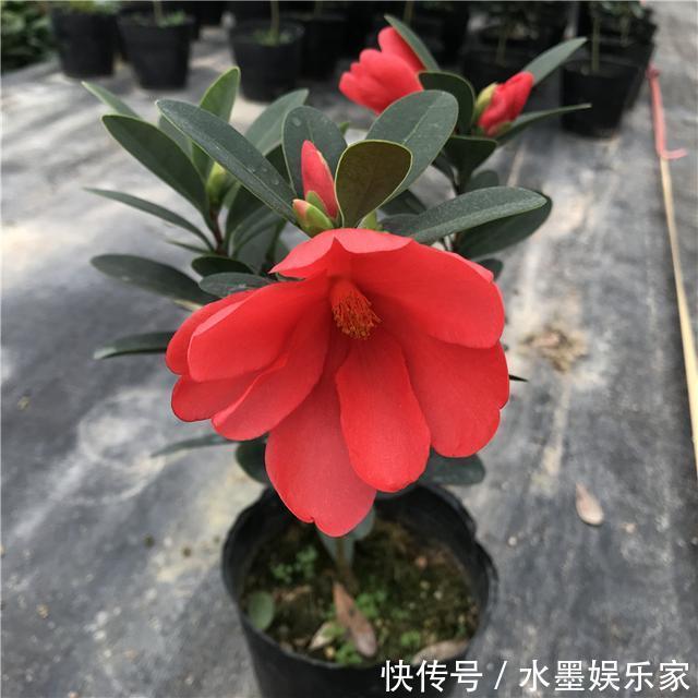 阳台上|想让山茶花爆盆吗掌握养花小知识,那全都不是事。