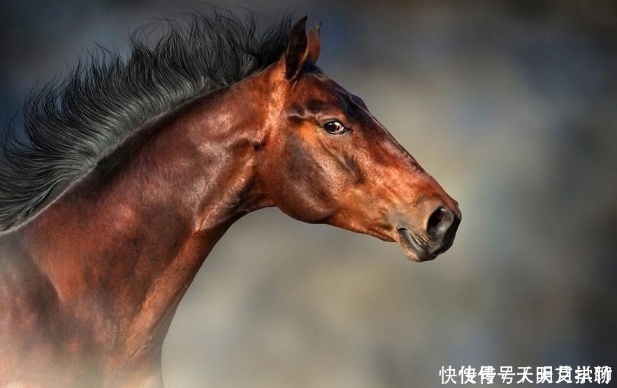 俗语:“好马不吃回头草”,下半句才是精华,可惜无几人知道!