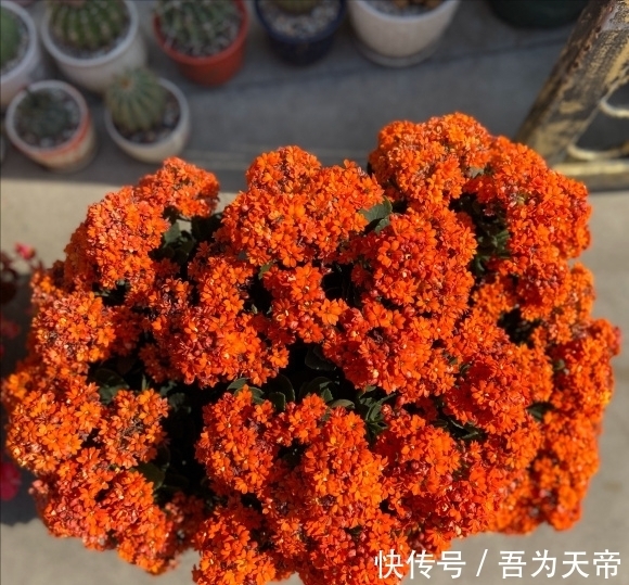 花盆|长寿花有“4喜3怕”，避开小坑，快速开花一大片，太省心了