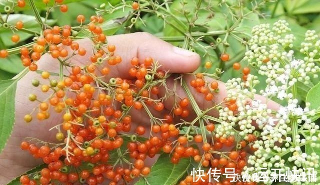 野草|“两脚不能拿,专吃八棱麻”,农村这种野草,专治风湿类骨痛病!