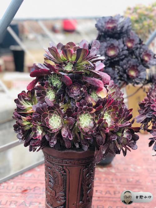 喜欢法师多肉老桩？小帅告诉你法师可以这样养。