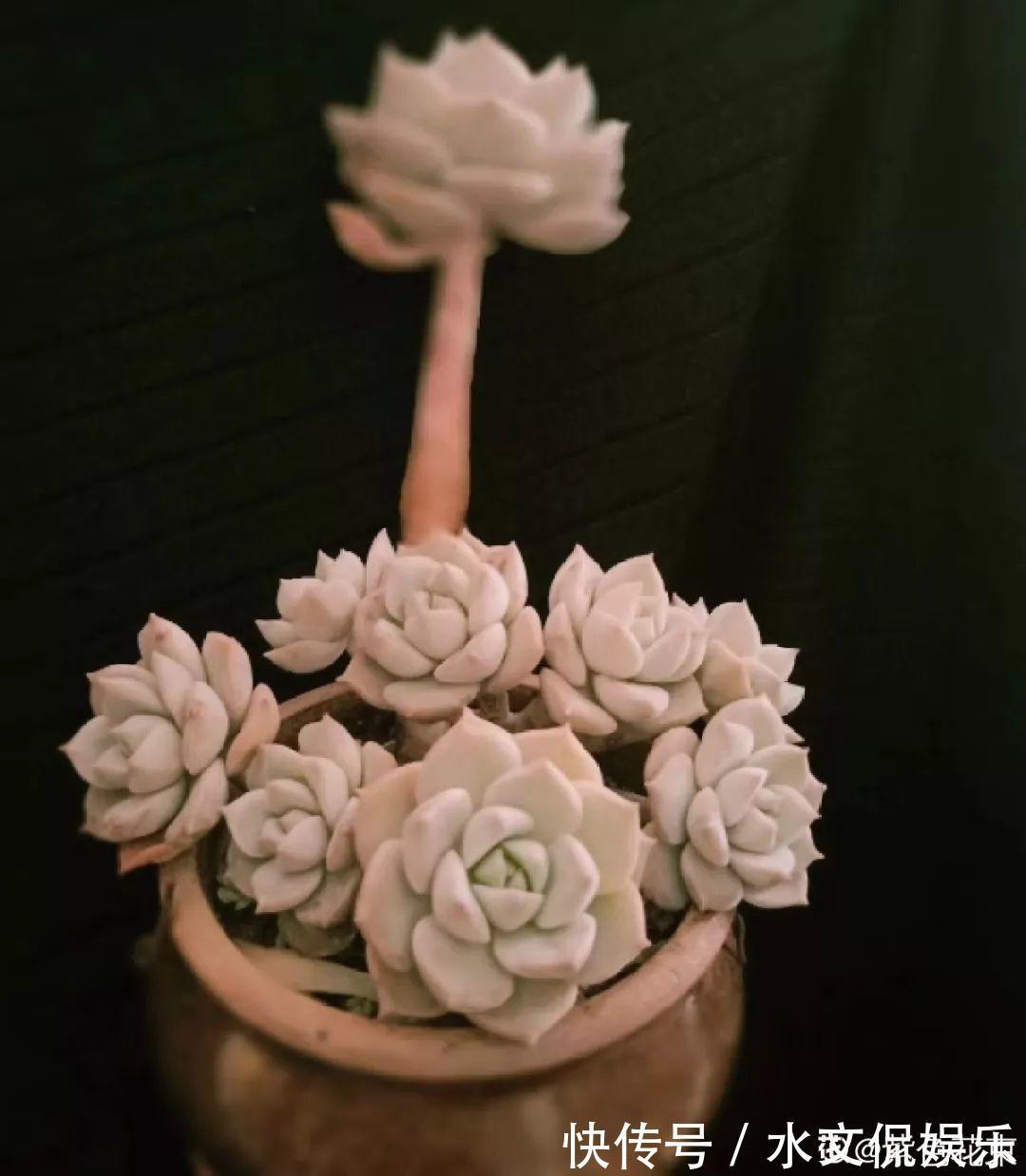 玉缀|秋天买多肉，认准这点，长得胖嘟嘟窜出一圈小芽！