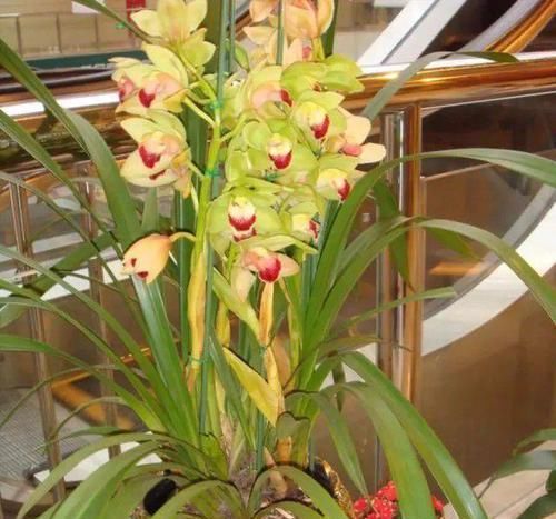 品种|花色优美的蕙兰盆栽,兰花里极其耐寒的品种