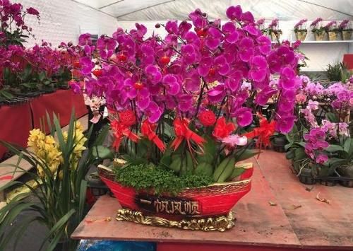 天冷养花怕冻伤，就多晒太阳多铺层它，保证呼呼疯长个