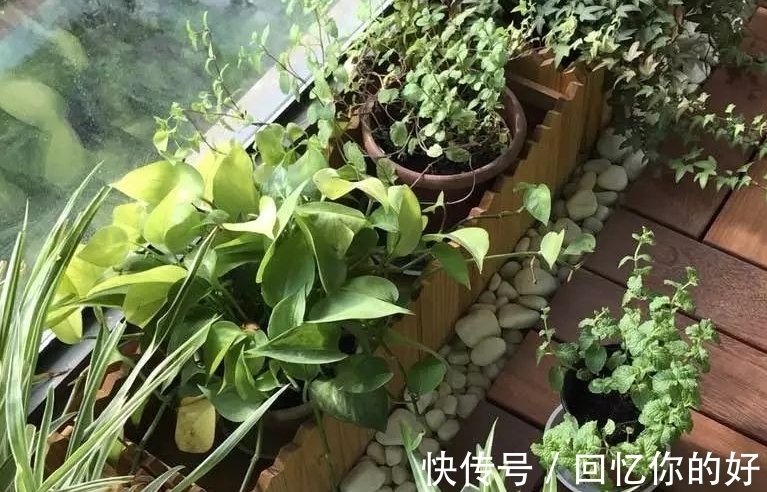 种草|养花种草，土壤结冰该怎么办？马上换盆土，一刻都不要多等