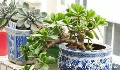 叶片|养玉树,一月浇2次“壮骨肥”,叶片肥厚岁岁开花,变“传家宝”