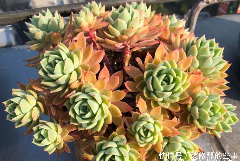 老桩|喜欢多肉三色堇的肉友很多,但你知道怎么给它配土和养护吗?