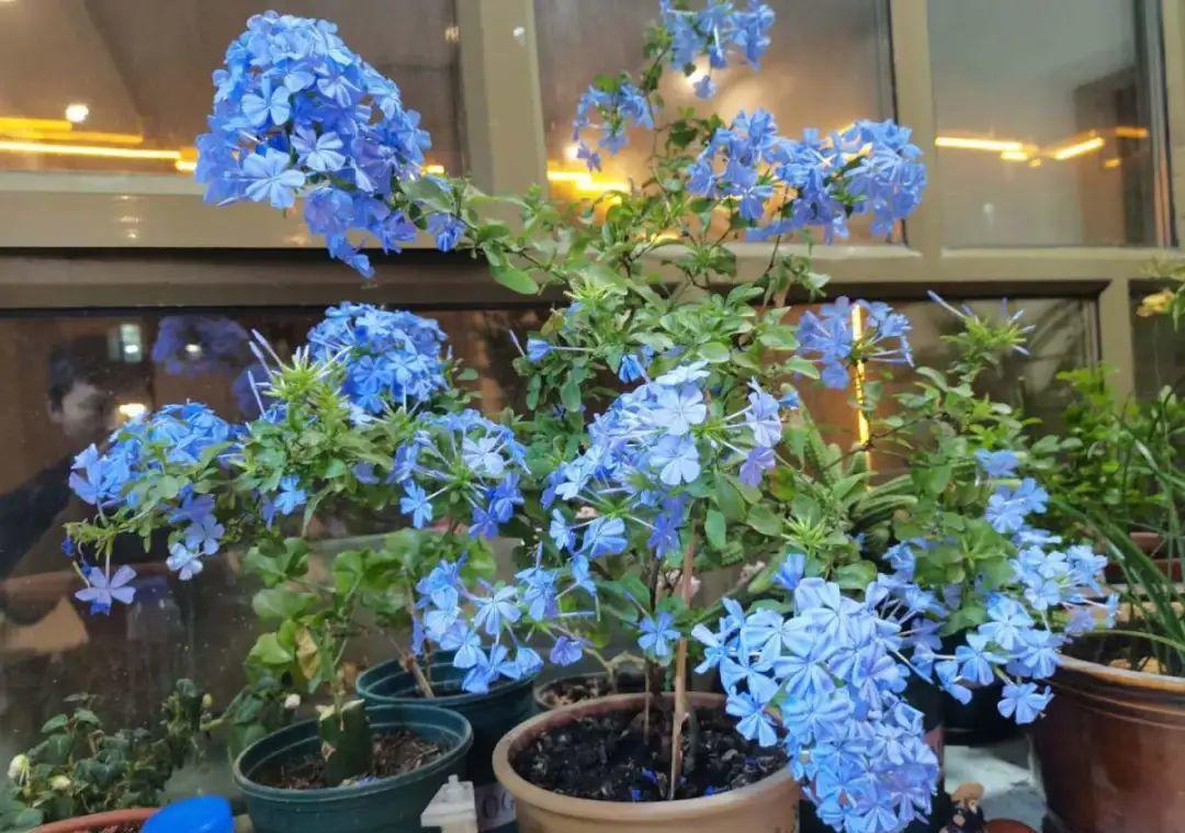 茼蒿|37摄氏度的院子,养这5种花,耐热耐晒开花多