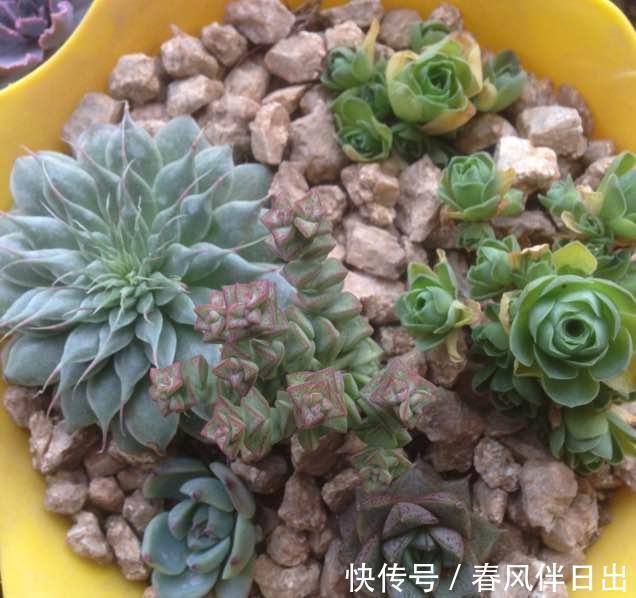 花市|养花，这些花最好不要碰，买回去压根就养不活