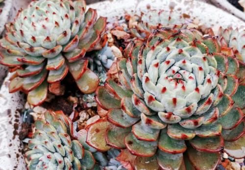 蓝姬莲是姬莲系多肉中的大块头,不但茎秆粗壮,而且特别容易爆盆