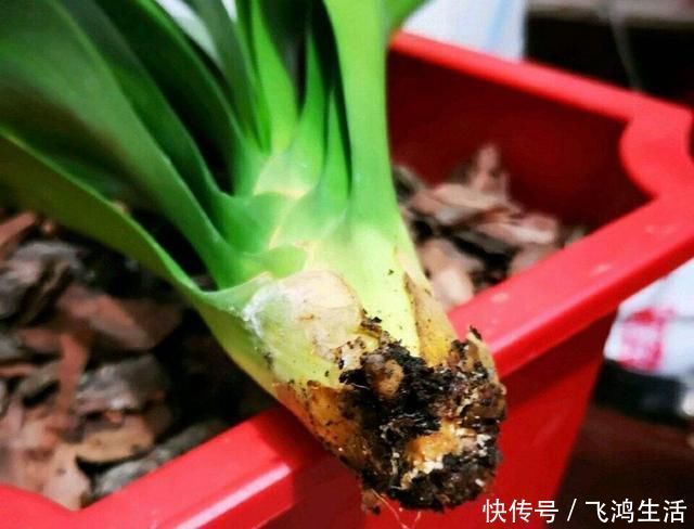 效果|过期的“小药片”磨成粉养花,比生根剂、多菌灵“效果”还要好